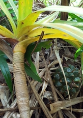 Pandanus sylvestris