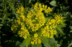 Euphorbia austriaca