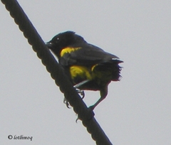 Icterus dominicensis