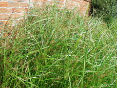 Cyperus longus