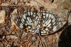 Sephisa princeps