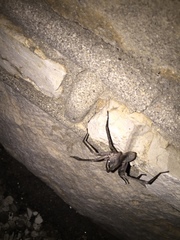 Ctenus valverdiensis