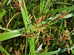 Cyperus longus