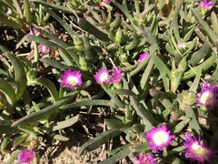 Carpobrotus modestus