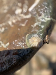 Siphonaria zelandica