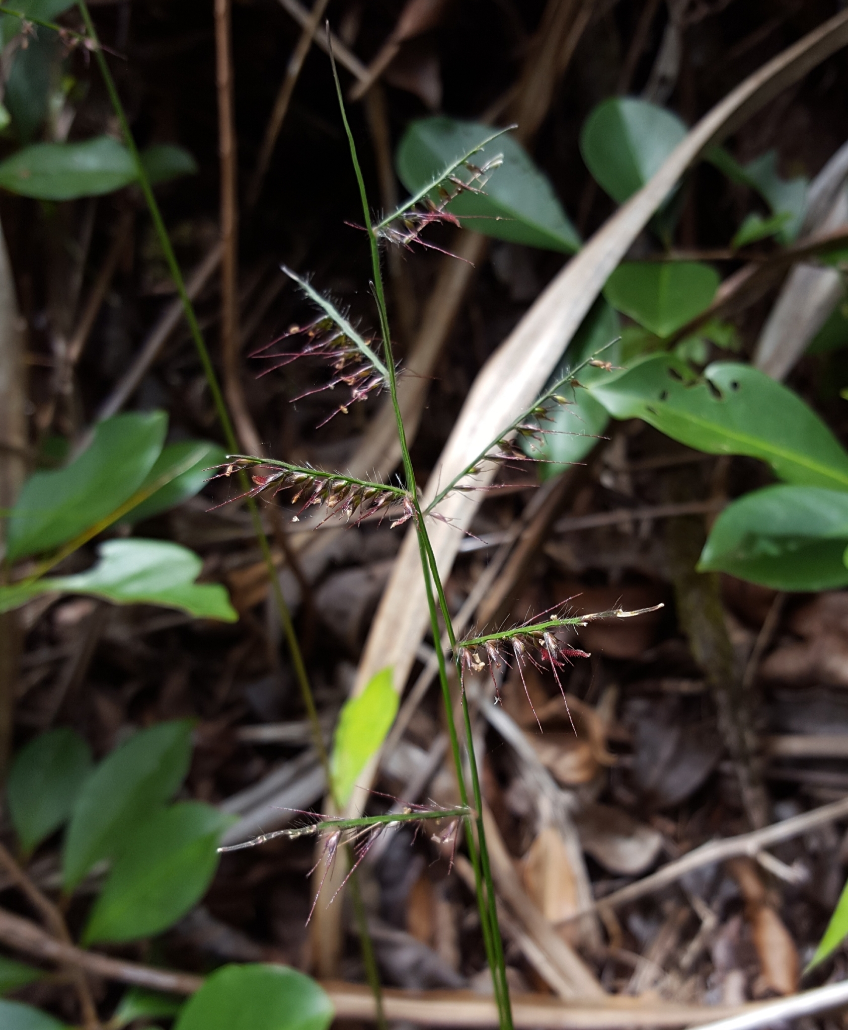 (c) François Rousseu, certains droits réservés (CC BY-NC) https://www.inaturalist.org/observations/92889902