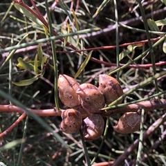 Hakea mitchellii