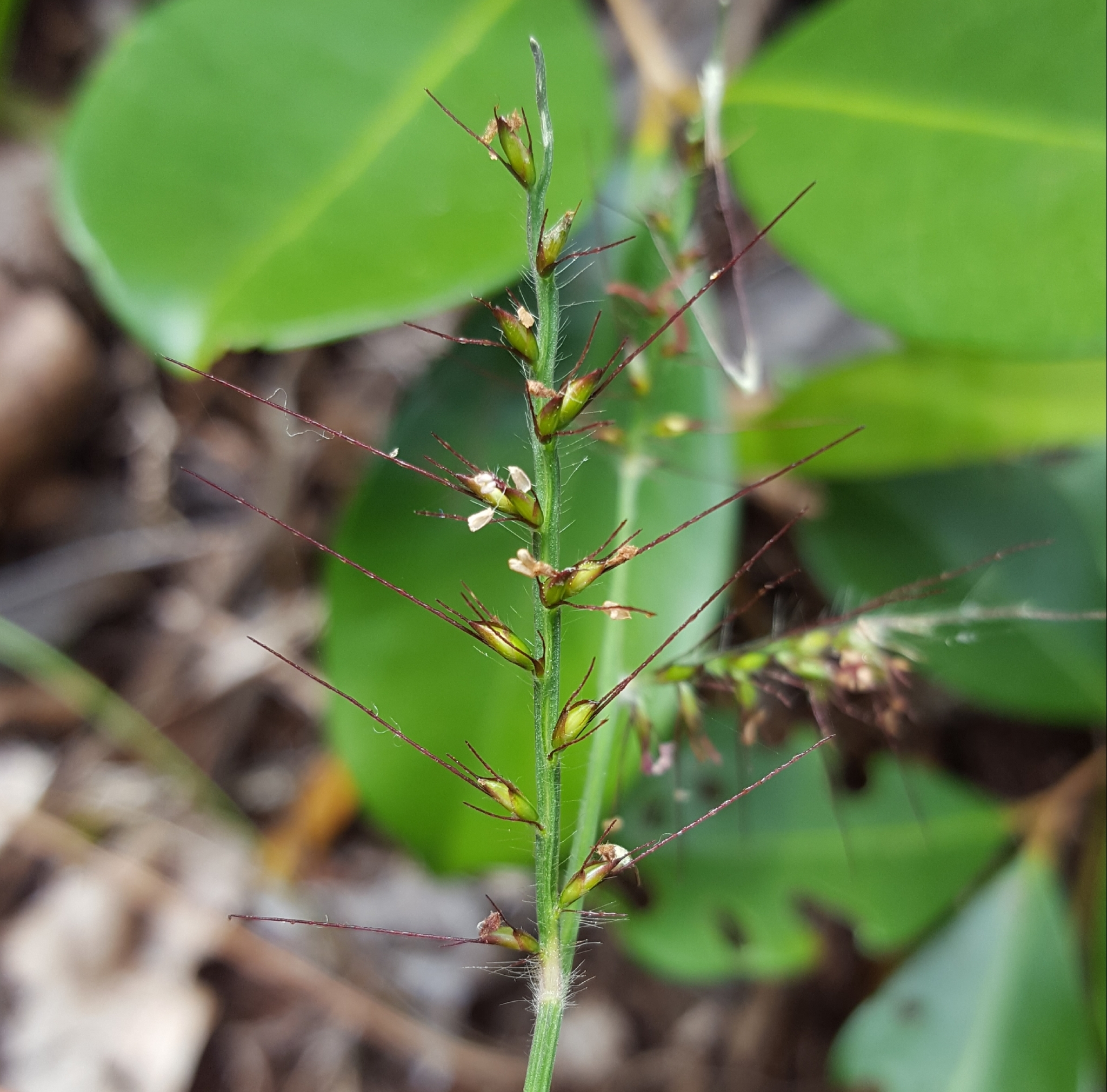 (c) François Rousseu, certains droits réservés (CC BY-NC) https://www.inaturalist.org/observations/92889902