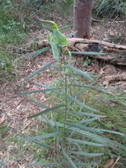 Acacia suaveolens