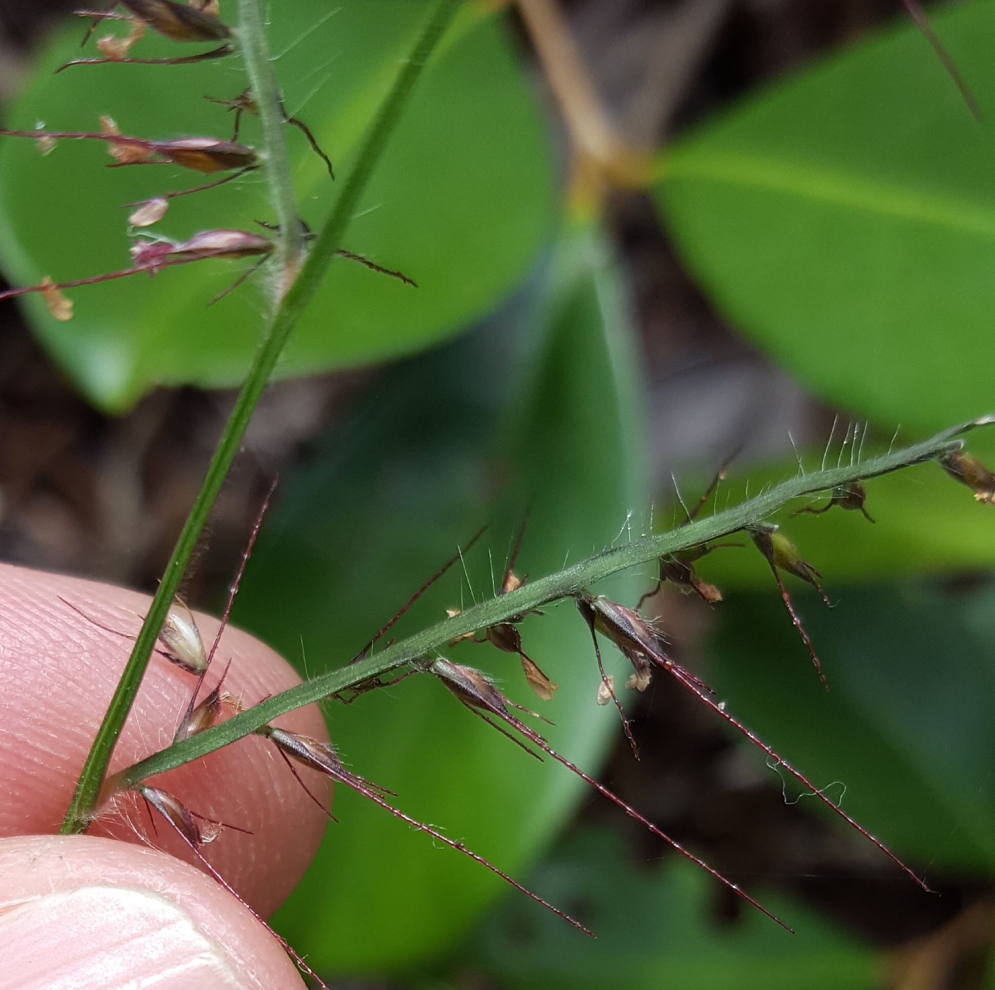 (c) François Rousseu, certains droits réservés (CC BY-NC) https://www.inaturalist.org/observations/92889902