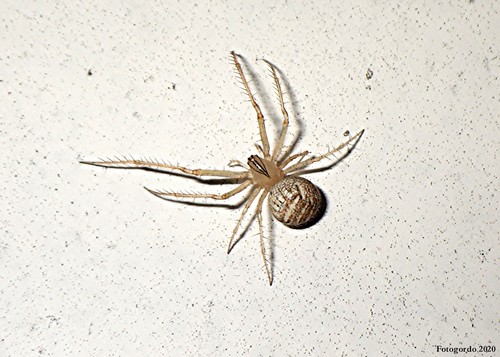 Mimetus epeiroides · NaturaLista Colombia