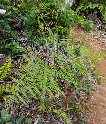 Pteridium image