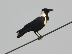 Corvus pectoralis