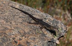 Hemicordylus capensis