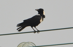 Corvus pectoralis