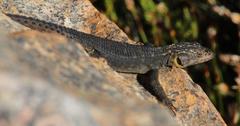 Hemicordylus capensis