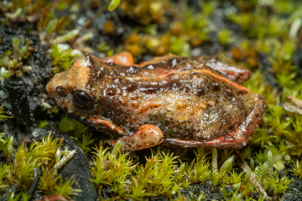 Riviersonderend Moss Frog