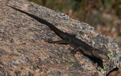 Hemicordylus capensis