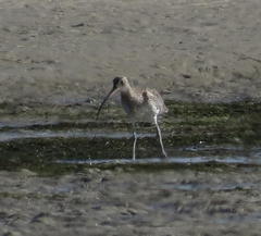 Numenius arquata orientalis