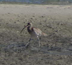 Numenius arquata orientalis