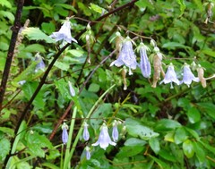 Adenophora remotiflora