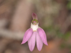 Caladenia quadrifaria