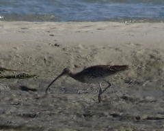 Numenius arquata orientalis