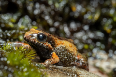 Riviersonderend Moss Frog photo 2