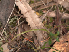 Caladenia quadrifaria