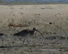 Numenius arquata orientalis