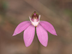Caladenia quadrifaria