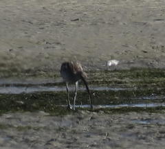 Numenius arquata orientalis