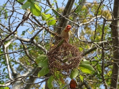 Anaplectes rubriceps rubriceps