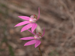 Caladenia quadrifaria