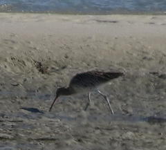 Numenius arquata orientalis