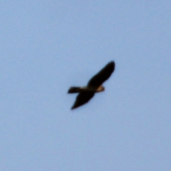Falco vespertinus