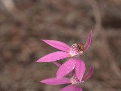 Caladenia quadrifaria