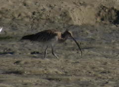 Numenius arquata orientalis