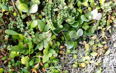 Asplenium obtusatum obtusatum