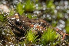 Riviersonderend Moss Frog photo 3