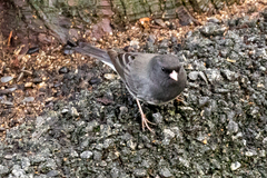 Junco hyemalis cismontanus