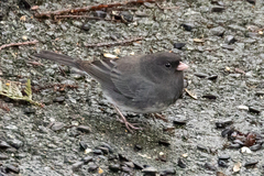 Junco hyemalis cismontanus