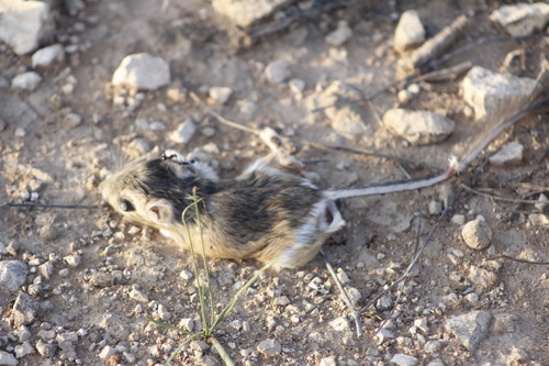 Ord's Kangaroo Rat