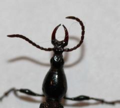 Orfilaia vulsellata