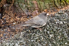 Junco hyemalis cismontanus