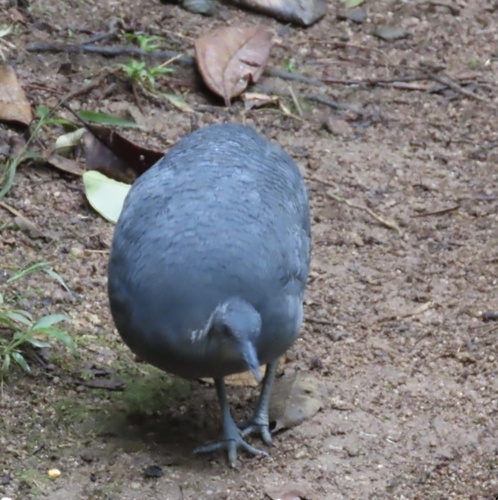 Grey Tinamou (Tinamus tao), photo 4