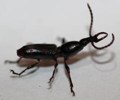 Orfilaia vulsellata