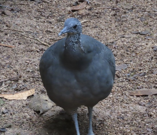 Grey Tinamou (Tinamus tao), photo 5