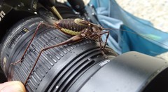 Paratlanticus ussuriensis