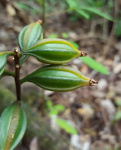 Monk Orchid